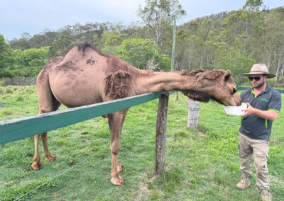 Cedar Glen Scenic Rim Accommodation Camel Animal Feeding