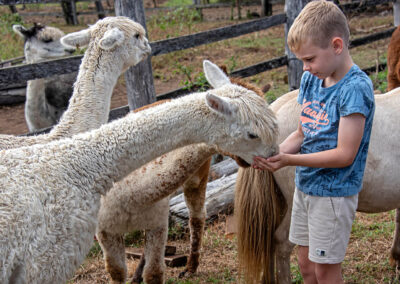 Cedar Glen Scenic Rim Accommodation Farmstay Feeding