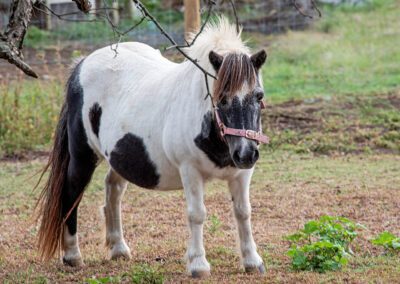 Cedar Glen Scenic Rim Accommodation Pony